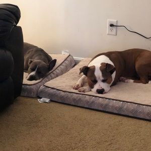 Meet your Posher, Teddy